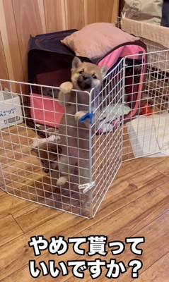 3匹の赤ちゃん犬の脱走4