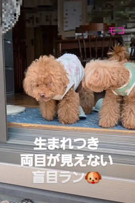 窓辺にやってきた2匹の犬