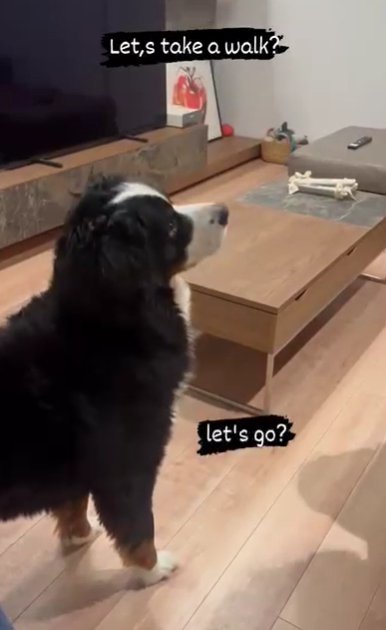 声の主を見つめるバーニーズマウンテンドッグ