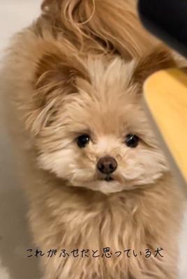 別バージョンの伏せ4