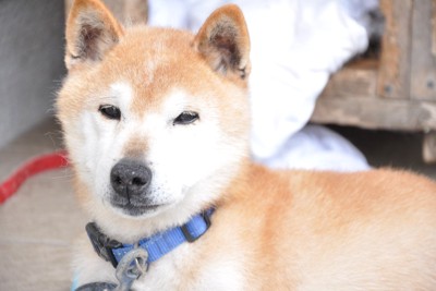 シニア柴犬