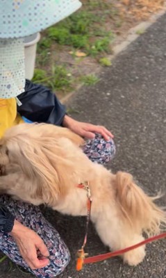 お隣のおばちゃんを発見したちゃちゃ君9