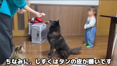 女性が持つおやつを凝視する犬