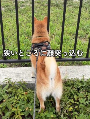 狭いところに頭を突っ込む