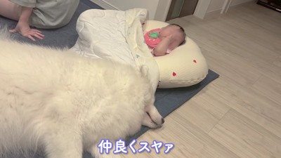 アイスちゃんと添い寝