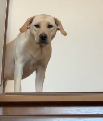 階段の上からジトリ