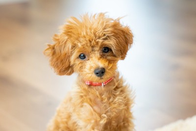 茶のトイプードル子犬