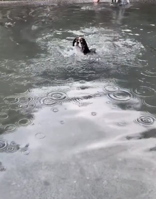 目を見開いて泳ぐ犬1