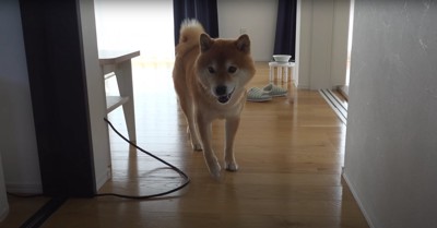 口を開けながら歩いている柴犬