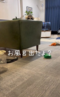 お風呂から出た時のポポちゃんの態度7