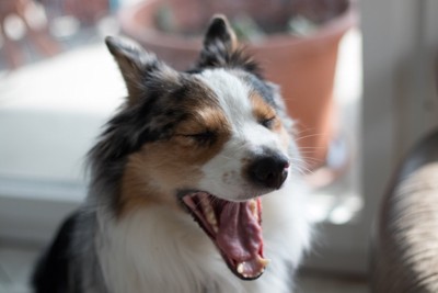 あくびする犬