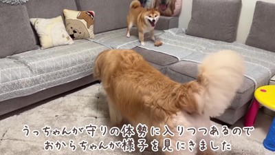 おからちゃんが立ち上がる