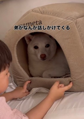 犬のハウスをのぞき込む赤ちゃん