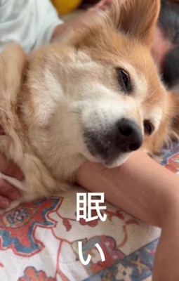 思わずウトウト