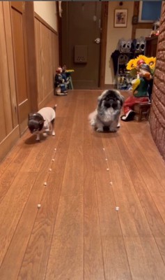 モブくんVSブフくんのオヤツ早食い競争5