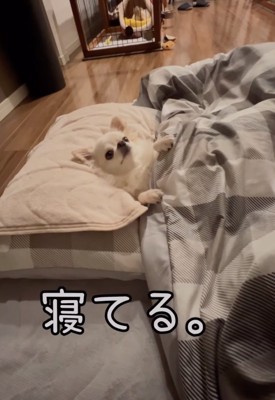 ベッドに横になる犬