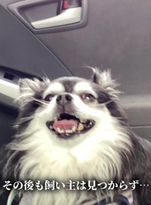 飼い主さんは見つからず…