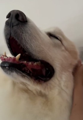 隣で寝てくれる日のアクセルさん