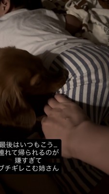 男の子のズボンの裾を噛むダックス