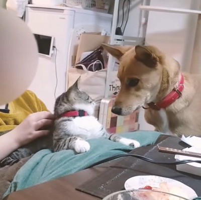 飼い主の後ろを通って、猫の近くへやってきた犬