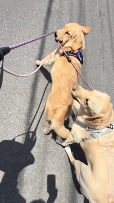 首をひねって全力でリードを引っ張るゴールデン