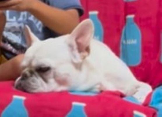 ロイちゃんとお子さんたちの日常3