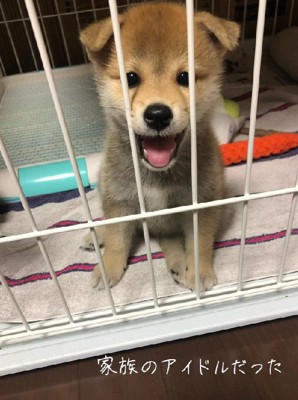 小顔で愛らしい顔…