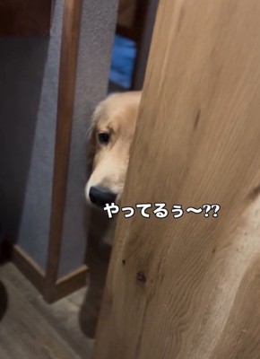 覗きに来たロキくん