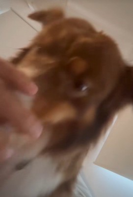 飼い主さんを起こすコロくん5