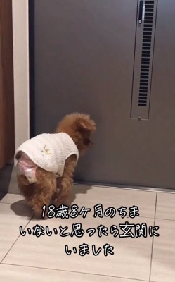 玄関にいたちまちゃん