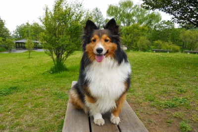 ベンチに座るシェルティー