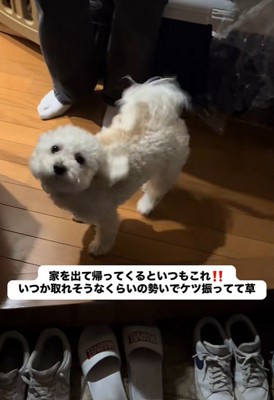 しっぽもお尻もフリフリ♪