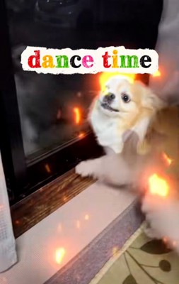 踊るチワワさん