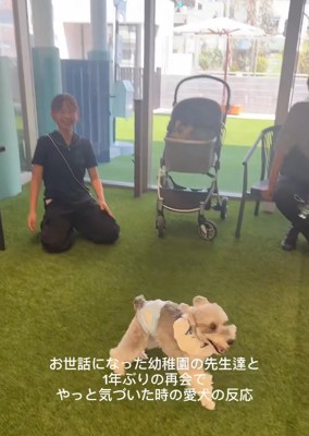 走り回る小型犬