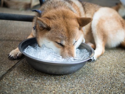 氷に顔を埋める柴犬