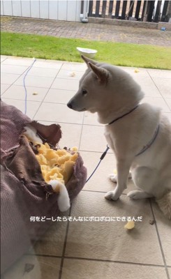 破壊王の柴犬さん2