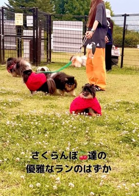 ドッグランを歩く犬