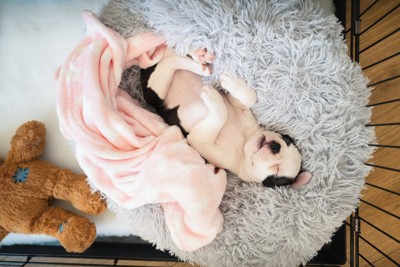 仰向けで寝る子犬