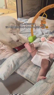 赤ちゃんの近くに伏せるメスの犬