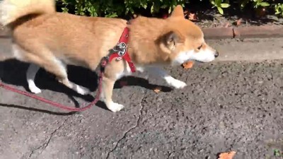 散歩する犬