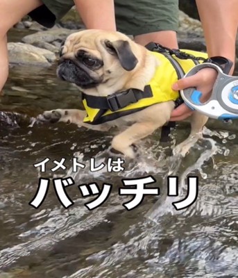 横向きで犬かきをする犬