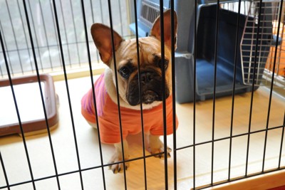 ケージ内の犬