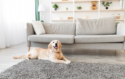部屋で過ごす犬