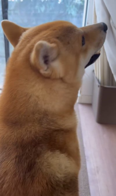 犬の後ろ姿