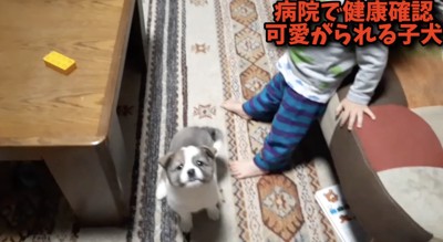 お部屋で元気な子犬