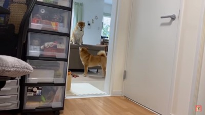 キュウちゃんの元へいくはちくん