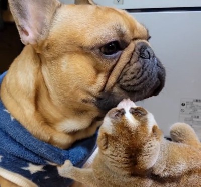 スローロリスに口元を舐められる犬