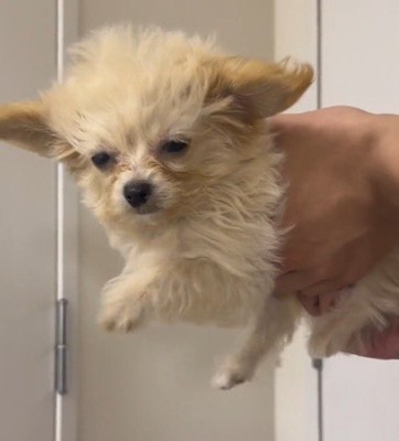 飼い主に抱っこされて空中に浮いている犬