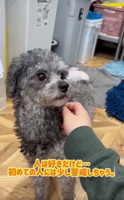 撫でられて緊張するレモンちゃん