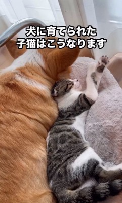 仲良く寄り添ってお昼寝